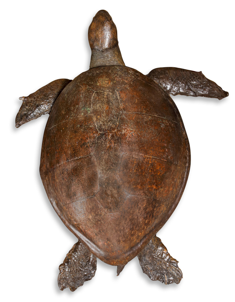 A massive Victorian taxidermy Loggerhead seaturtle (Caretta caretta) measuring over 170 cm
