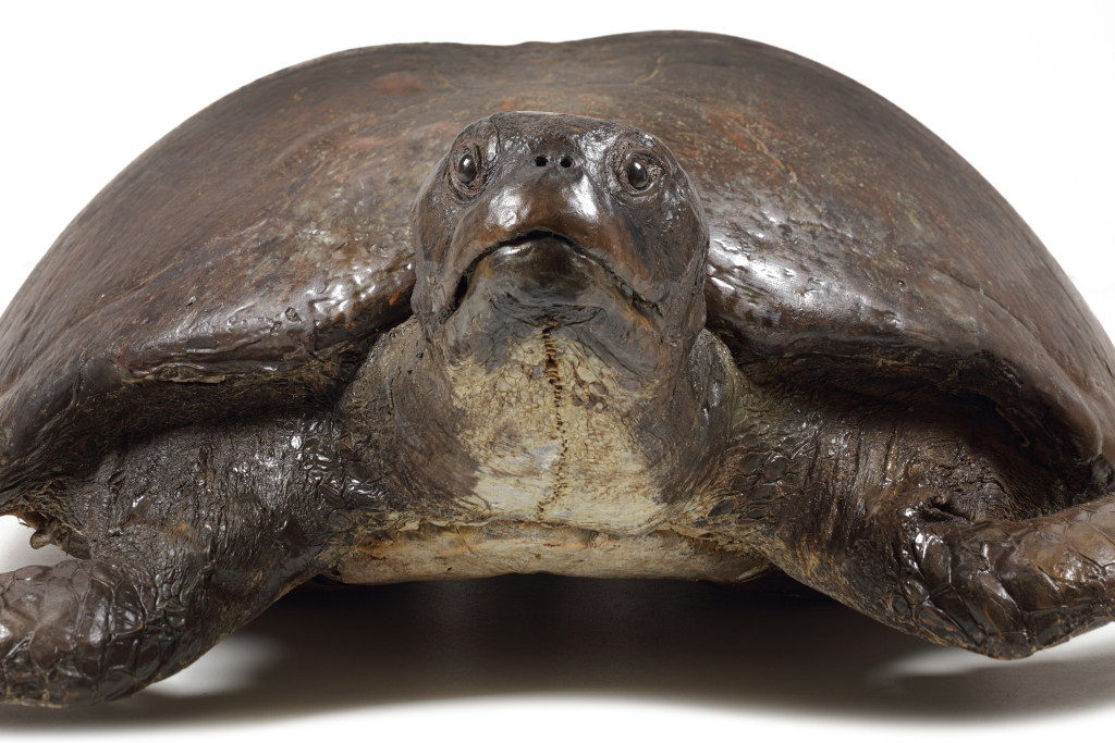 A massive Victorian taxidermy Loggerhead seaturtle (Caretta caretta) measuring over 170 cm
