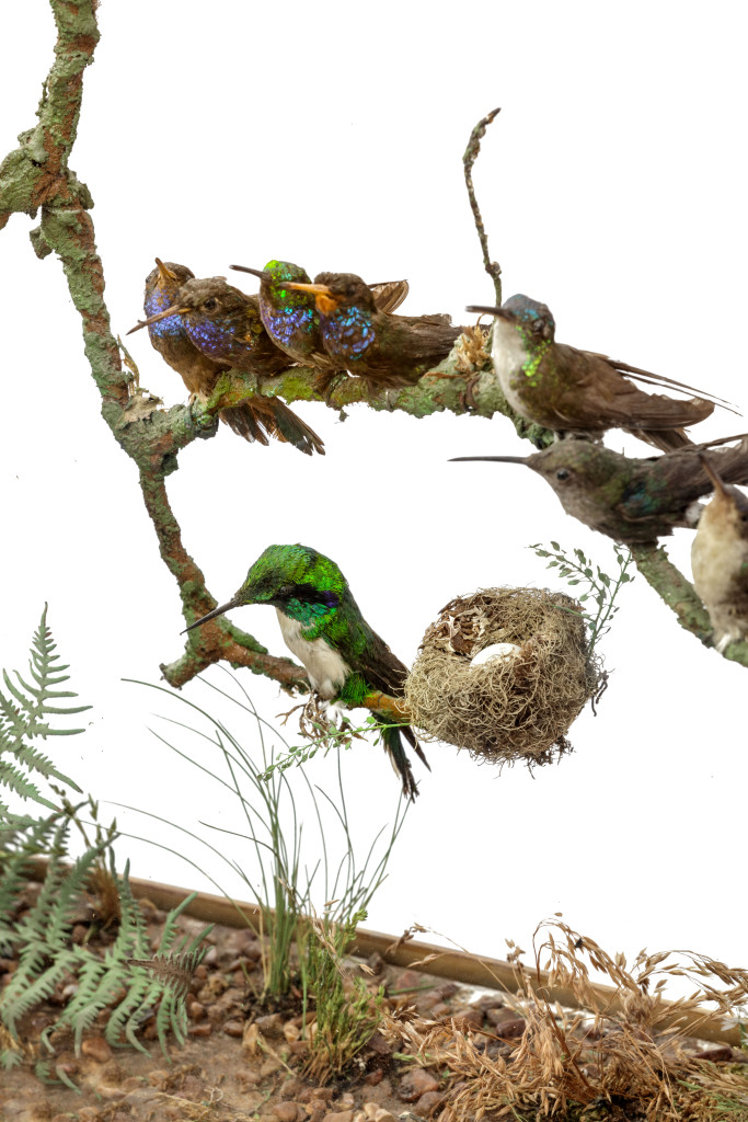 An exceptional and extremely rare victorian gilt-wood fire screen with taxidermy hummingbirds by and labelled for Henry Ward (1812-1878)
