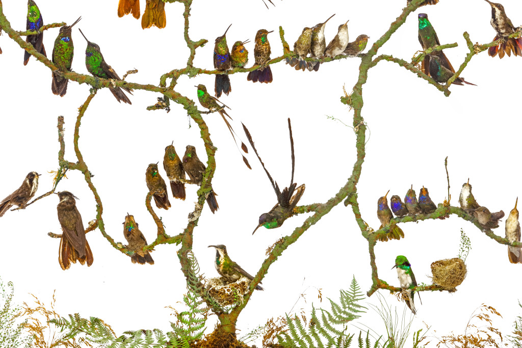 An exceptional and extremely rare victorian gilt-wood fire screen with taxidermy hummingbirds by and labelled for Henry Ward (1812-1878)