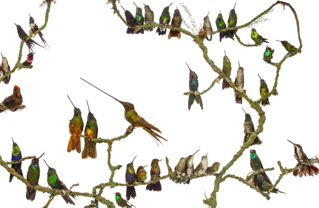 An exceptional and extremely rare victorian gilt-wood fire screen with taxidermy hummingbirds by and labelled for Henry Ward (1812-1878)