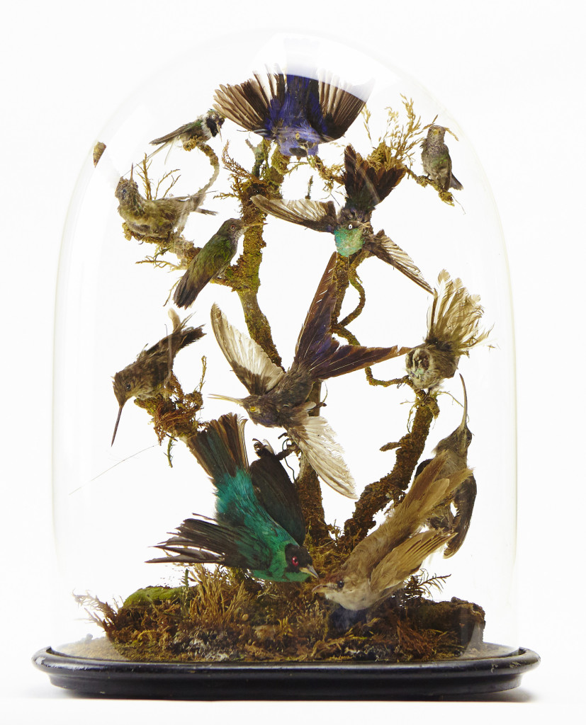 A charming Victorian glass dome with taxidermy hummingbirds by and labelled for Henry Ward (1812-1878)