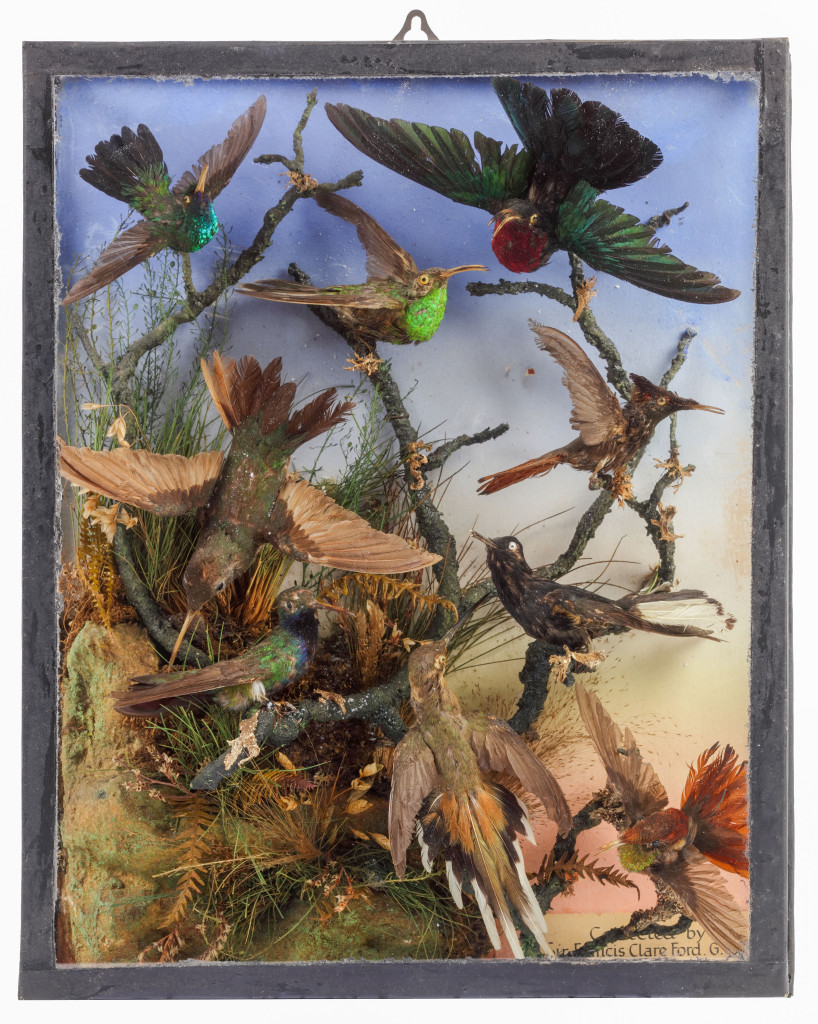 A Victorian display wall case with taxidermy hummingbirds (Trochilidae) collected by Sir Francis Clare Ford (1828-1899)
